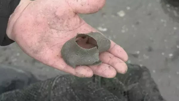 「特産のアサリを守ろうと地元漁師が天敵の貝を一斉に駆除　愛知・田原市」の画像