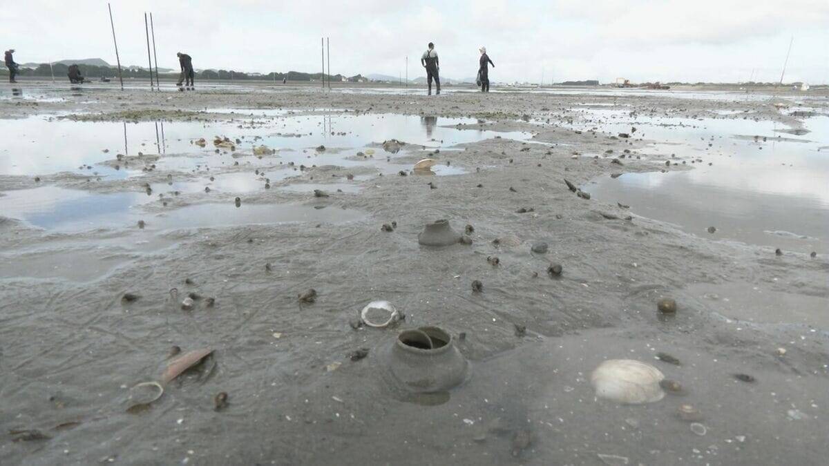 特産のアサリを守ろうと地元漁師が天敵の貝を一斉に駆除　愛知・田原市