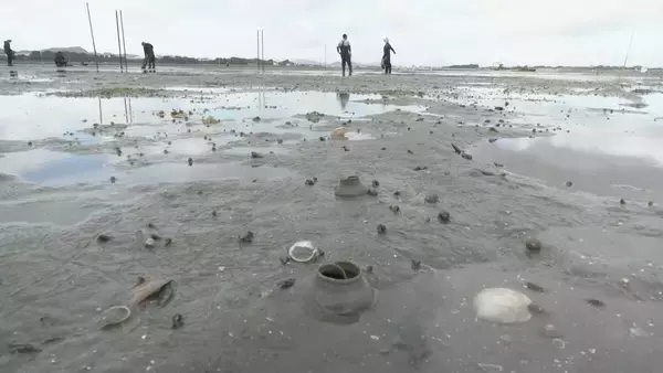 「特産のアサリを守ろうと地元漁師が天敵の貝を一斉に駆除　愛知・田原市」の画像