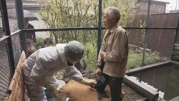 鵜の健康診断 5月11日の｢長良川鵜飼｣開幕前に… 獣医師が伝染病防ぐワクチンを接種 岐阜市