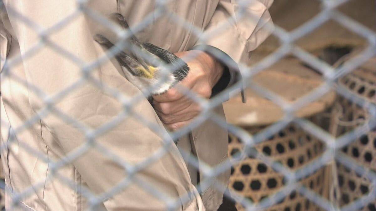 鵜の健康診断 5月11日の｢長良川鵜飼｣開幕前に… 獣医師が伝染病防ぐワクチンを接種 岐阜市