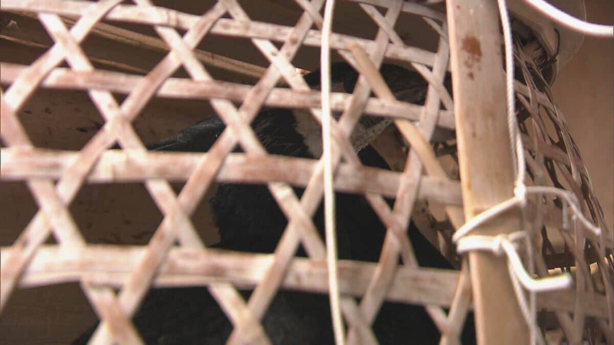 鵜の健康診断 5月11日の｢長良川鵜飼｣開幕前に… 獣医師が伝染病防ぐワクチンを接種 岐阜市