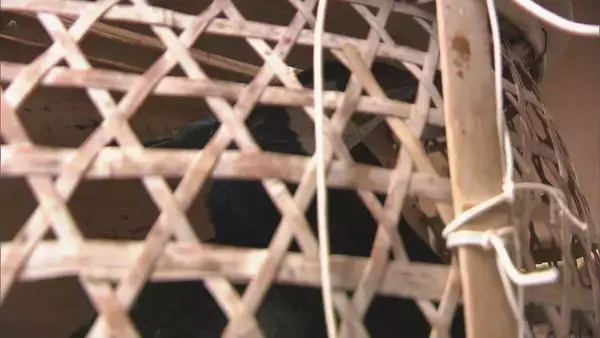 「鵜の健康診断 5月11日の｢長良川鵜飼｣開幕前に… 獣医師が伝染病防ぐワクチンを接種 岐阜市」の画像