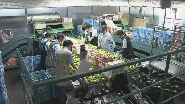 鮮やかな緑の皮の｢蒲郡グリーン温室みかん｣ 出荷始まる  爽やかな酸味と適度な甘みが特長  愛知･蒲郡市