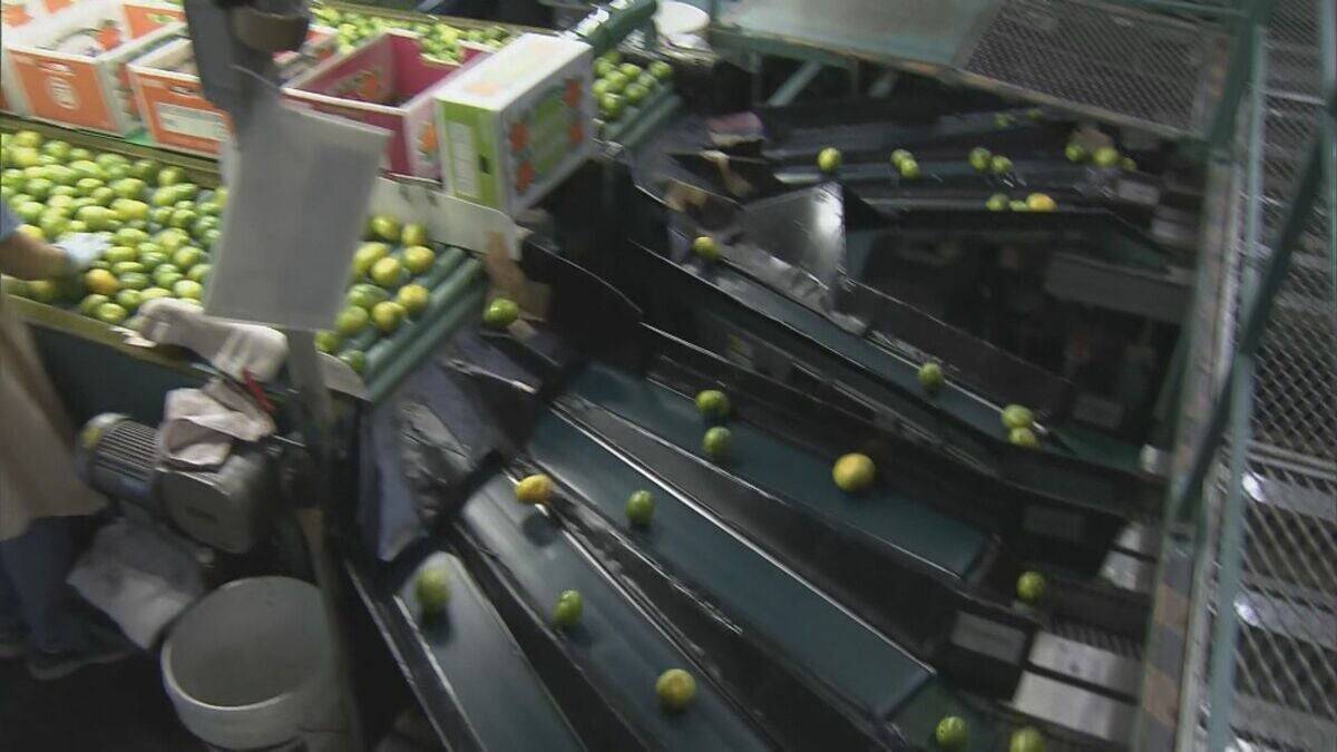 鮮やかな緑の皮の｢蒲郡グリーン温室みかん｣ 出荷始まる  爽やかな酸味と適度な甘みが特長  愛知･蒲郡市