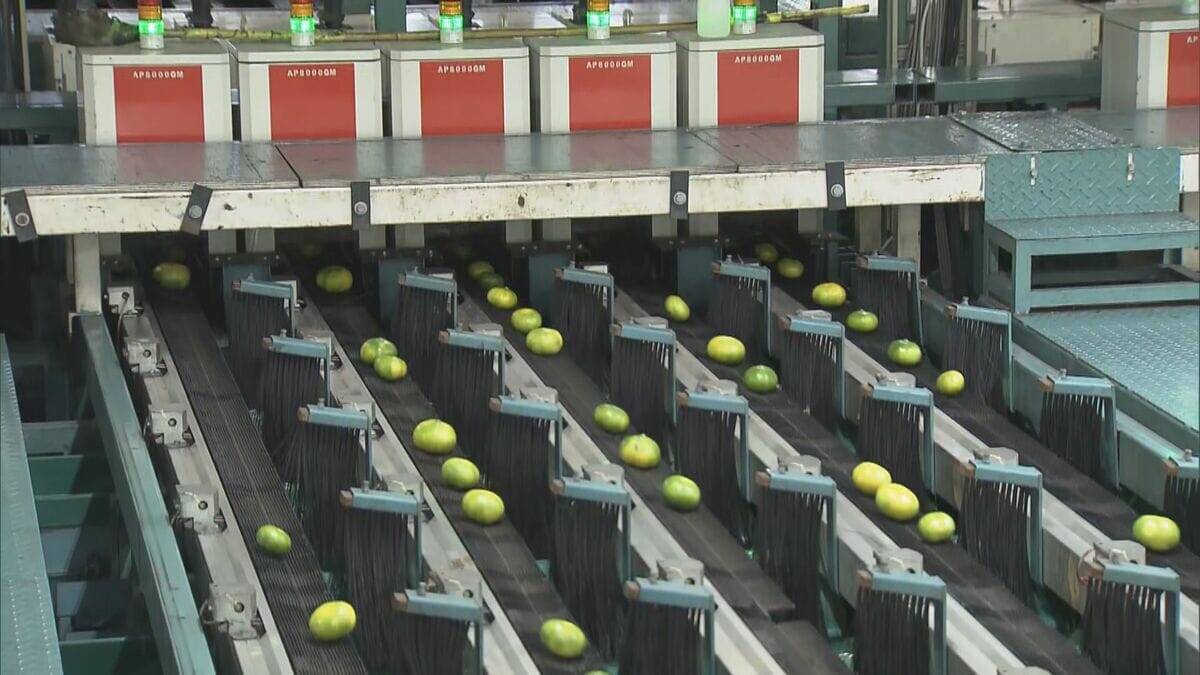 鮮やかな緑の皮の｢蒲郡グリーン温室みかん｣ 出荷始まる  爽やかな酸味と適度な甘みが特長  愛知･蒲郡市
