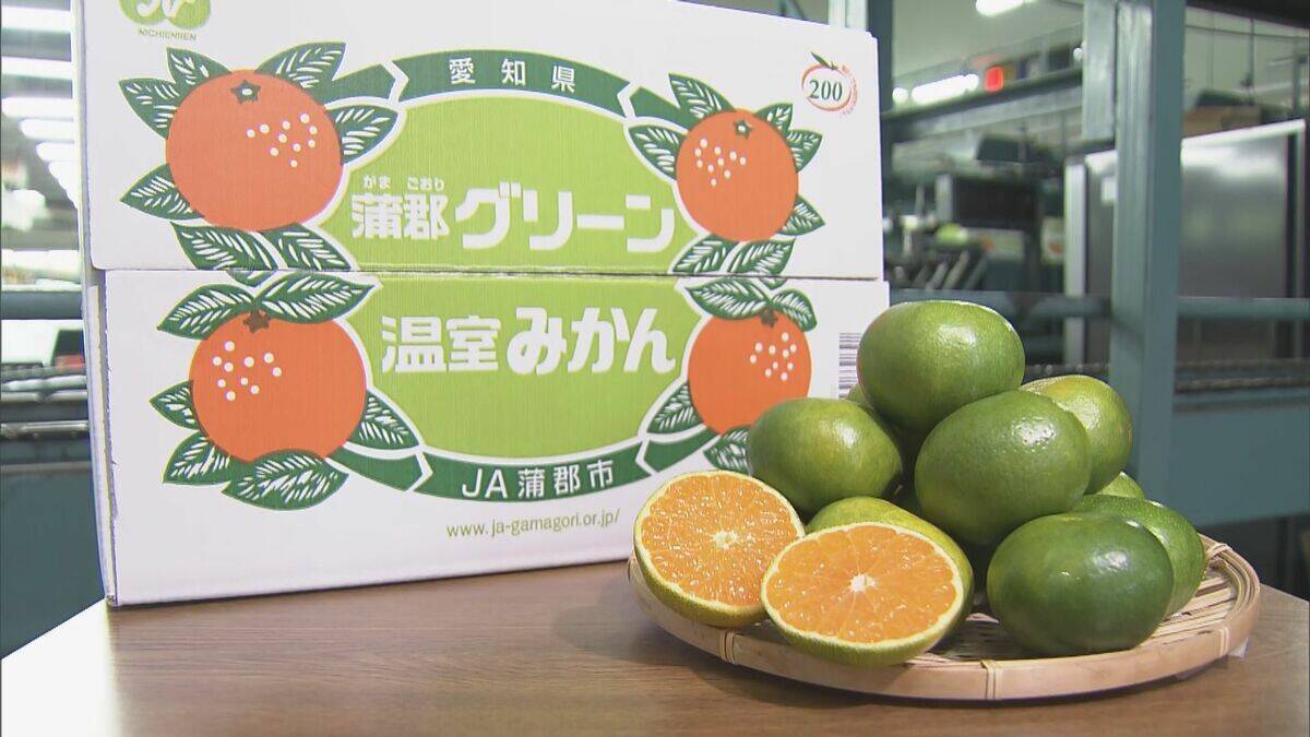 鮮やかな緑の皮の｢蒲郡グリーン温室みかん｣ 出荷始まる  爽やかな酸味と適度な甘みが特長  愛知･蒲郡市