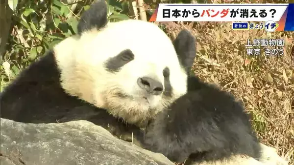 日本からパンダが消える？来年1月から｢ゼロパンダ｣状態に…パンダが再び日本に来るのが厳しい“3つの理由”も