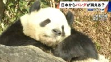 日本からパンダが消える？来年1月から｢ゼロパンダ｣状態に…パンダが再び日本に来るのが厳しい“3つの理由”も