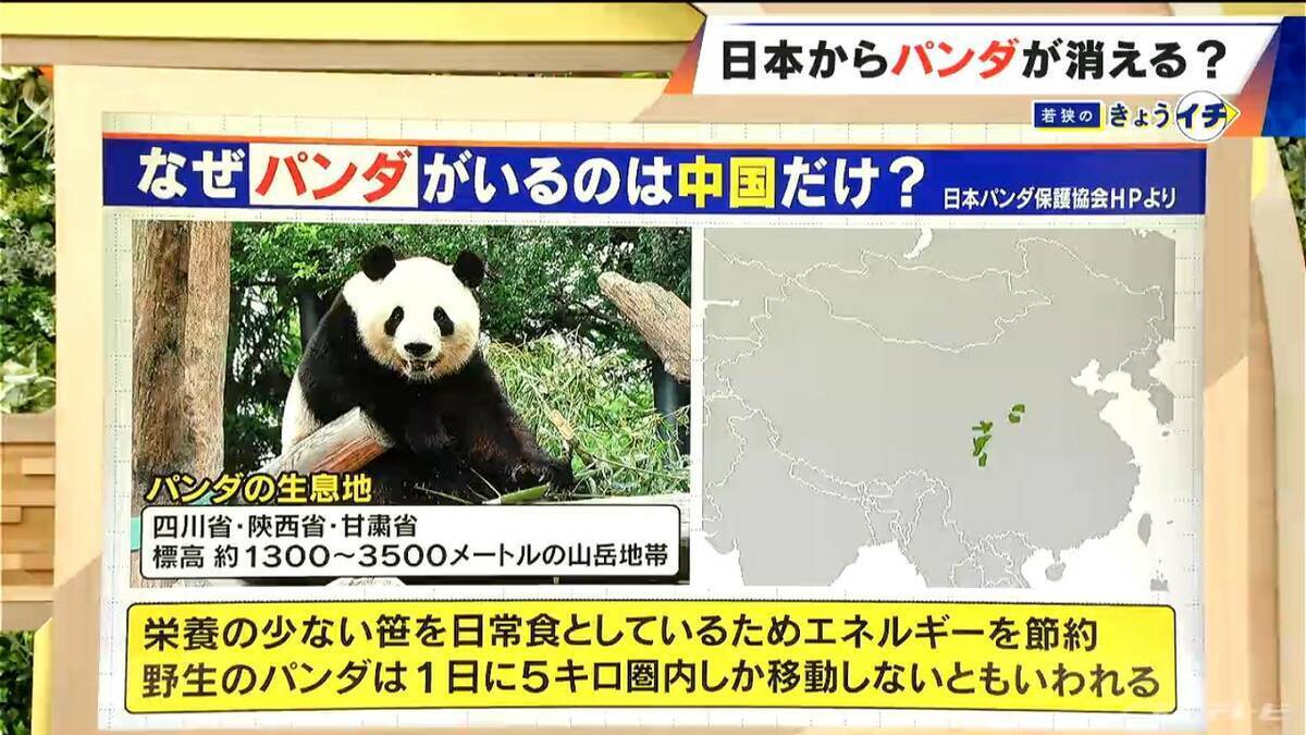 日本からパンダが消える？来年1月から｢ゼロパンダ｣状態に…パンダが再び日本に来るのが厳しい“3つの理由”も