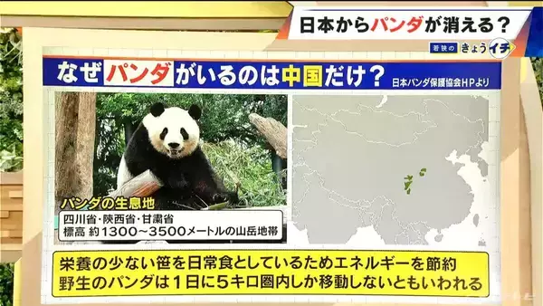「日本からパンダが消える？来年1月から｢ゼロパンダ｣状態に…パンダが再び日本に来るのが厳しい“3つの理由”も」の画像