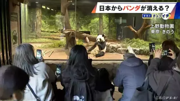 「日本からパンダが消える？来年1月から｢ゼロパンダ｣状態に…パンダが再び日本に来るのが厳しい“3つの理由”も」の画像