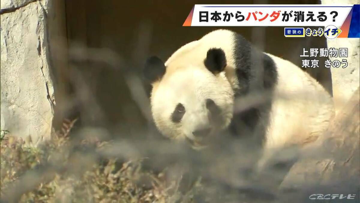 日本からパンダが消える？来年1月から｢ゼロパンダ｣状態に…パンダが再び日本に来るのが厳しい“3つの理由”も
