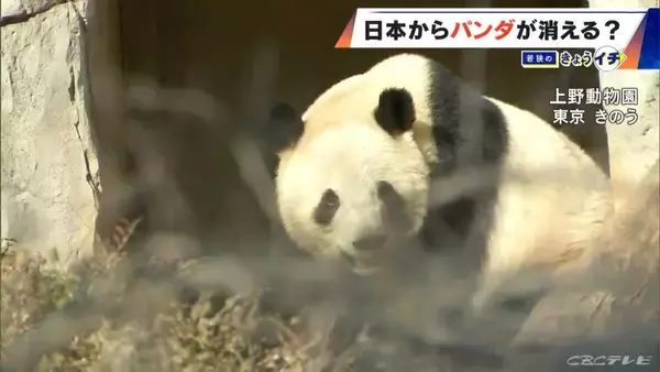 「日本からパンダが消える？来年1月から｢ゼロパンダ｣状態に…パンダが再び日本に来るのが厳しい“3つの理由”も」の画像