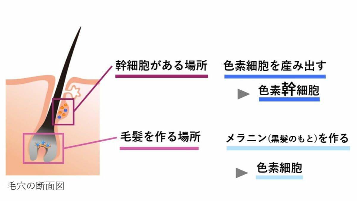 一度｢白髪｣になった毛は｢黒髪｣に戻る？白髪を抜くと増えるは本当？なぜ白髪は太く見えるの？美容院でのヘアカラーとセルフは何が違う？身近な疑問を徹底調査