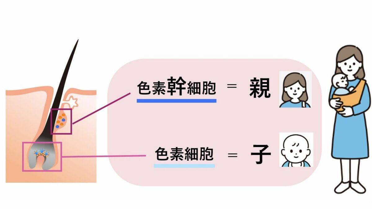 一度｢白髪｣になった毛は｢黒髪｣に戻る？白髪を抜くと増えるは本当？なぜ白髪は太く見えるの？美容院でのヘアカラーとセルフは何が違う？身近な疑問を徹底調査
