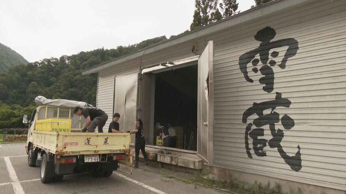 夏の贈り物として人気の“雪中酒” 真夏に本物の雪… ｢溶けないように早く｣ 汗だくで出荷作業 岐阜･飛騨市