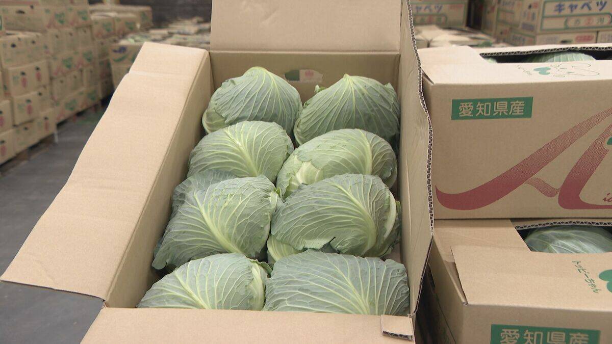 野菜のサイズが小ぶりに… 玉ねぎは数％しか出回らないSサイズが増加 ｢大不作｣で卸売価格6～7割増しに キャベツは昨シーズン価格高騰もことしは平年並み