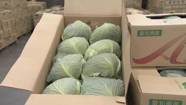 「野菜のサイズが小ぶりに… 玉ねぎは数％しか出回らないSサイズが増加 ｢大不作｣で卸売価格6～7割増しに キャベツは昨シーズン価格高騰もことしは平年並み」の画像