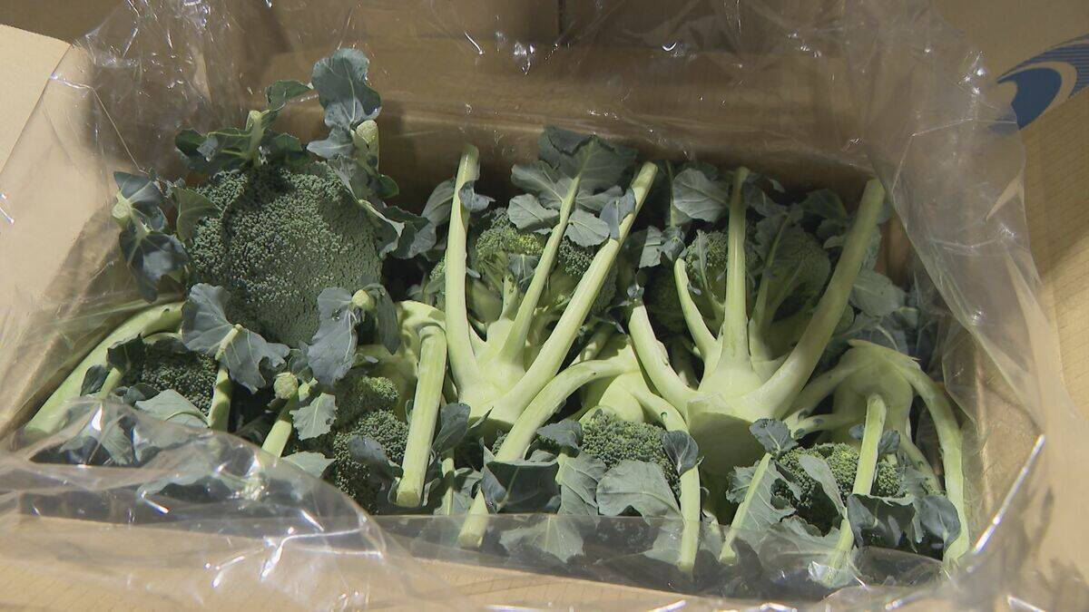 野菜のサイズが小ぶりに… 玉ねぎは数％しか出回らないSサイズが増加 ｢大不作｣で卸売価格6～7割増しに キャベツは昨シーズン価格高騰もことしは平年並み