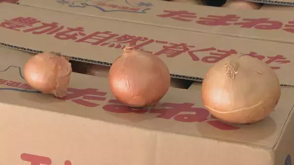 「野菜のサイズが小ぶりに… 玉ねぎは数％しか出回らないSサイズが増加 ｢大不作｣で卸売価格6～7割増しに キャベツは昨シーズン価格高騰もことしは平年並み」の画像