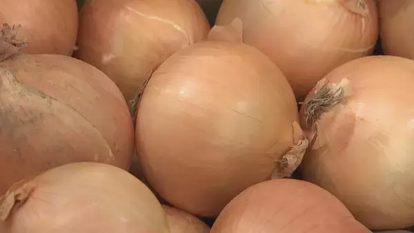 「野菜のサイズが小ぶりに… 玉ねぎは数％しか出回らないSサイズが増加 ｢大不作｣で卸売価格6～7割増しに キャベツは昨シーズン価格高騰もことしは平年並み」の画像