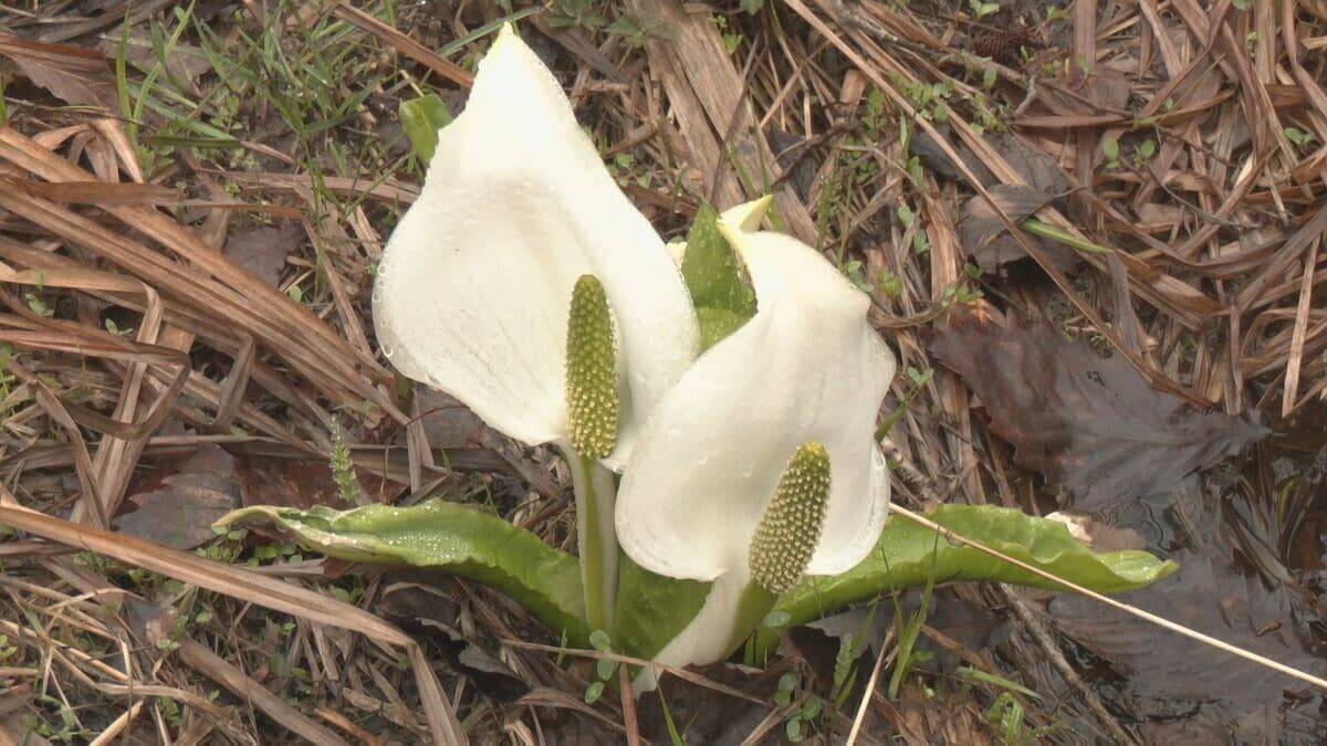 岐阜･飛騨市の人気スポット｢池ケ原湿原｣ 行楽シーズンを前に安全祈願祭 ミズバショウ間もなく見頃に