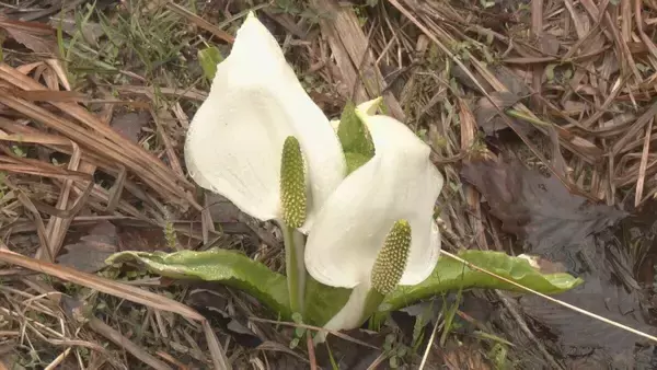 「岐阜･飛騨市の人気スポット｢池ケ原湿原｣ 行楽シーズンを前に安全祈願祭 ミズバショウ間もなく見頃に」の画像