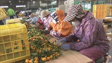 鏡餅の飾りなどに使う｢葉付きミカン｣ 葉が落ちにくく 強い甘味と爽やかな香りが特長 ことしは“裏年”も上々の出来 三重･多気町