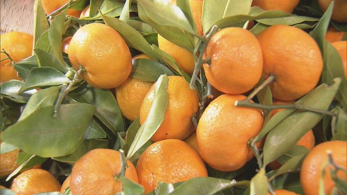 鏡餅の飾りなどに使う｢葉付きミカン｣ 葉が落ちにくく 強い甘味と爽やかな香りが特長 ことしは“裏年”も上々の出来 三重･多気町