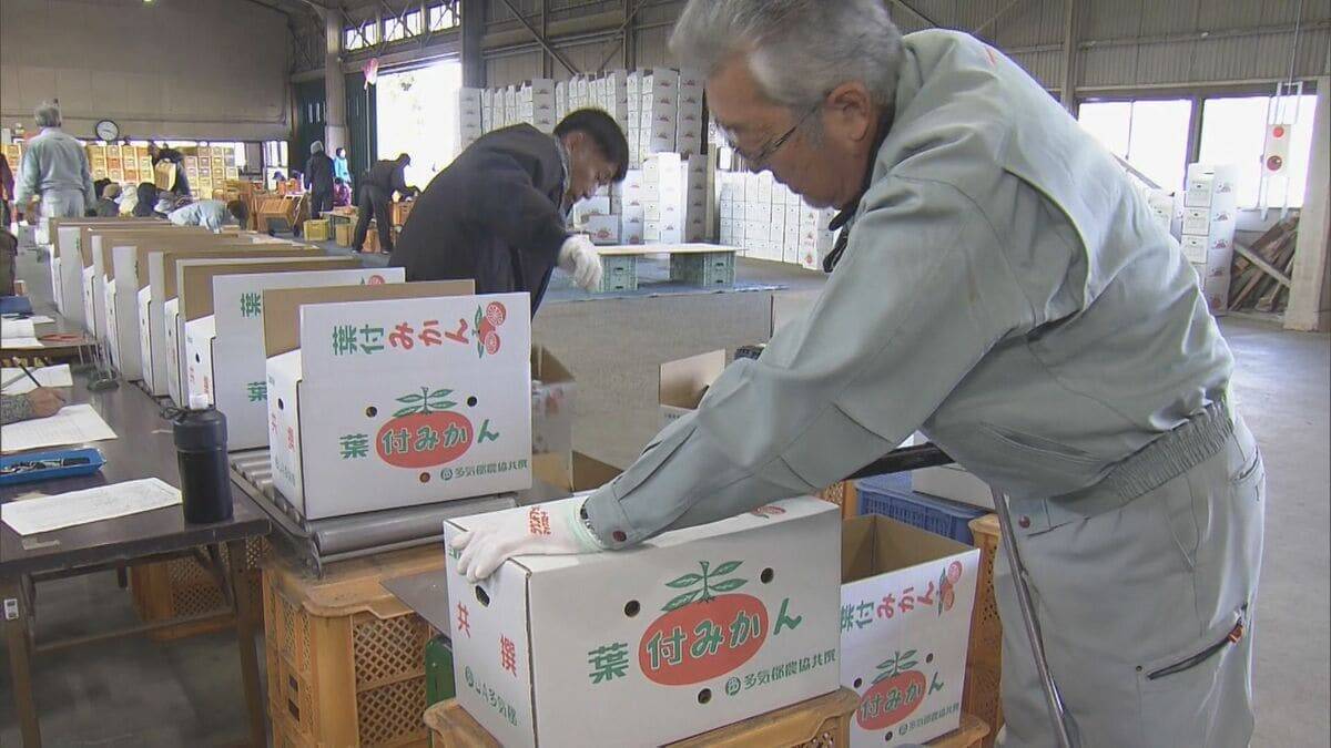 鏡餅の飾りなどに使う｢葉付きミカン｣ 葉が落ちにくく 強い甘味と爽やかな香りが特長 ことしは“裏年”も上々の出来 三重･多気町