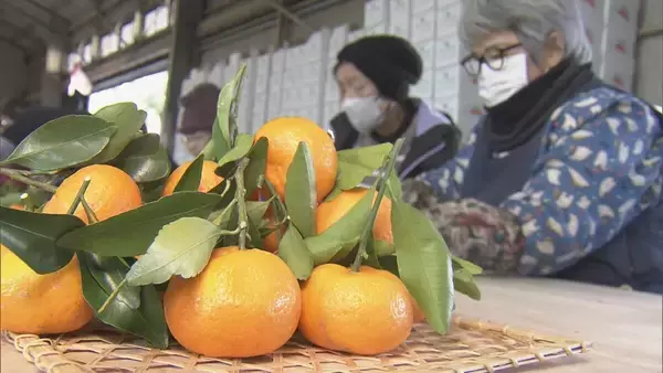 「鏡餅の飾りなどに使う｢葉付きミカン｣ 葉が落ちにくく 強い甘味と爽やかな香りが特長 ことしは“裏年”も上々の出来 三重･多気町」の画像