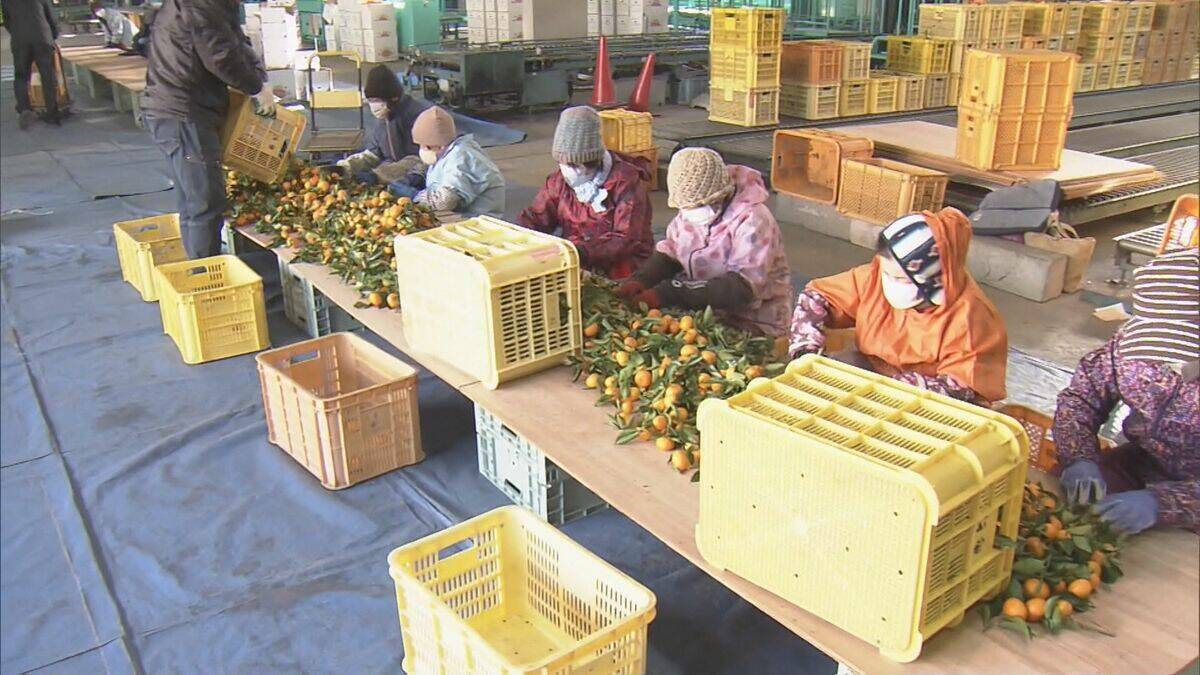 鏡餅の飾りなどに使う｢葉付きミカン｣ 葉が落ちにくく 強い甘味と爽やかな香りが特長 ことしは“裏年”も上々の出来 三重･多気町