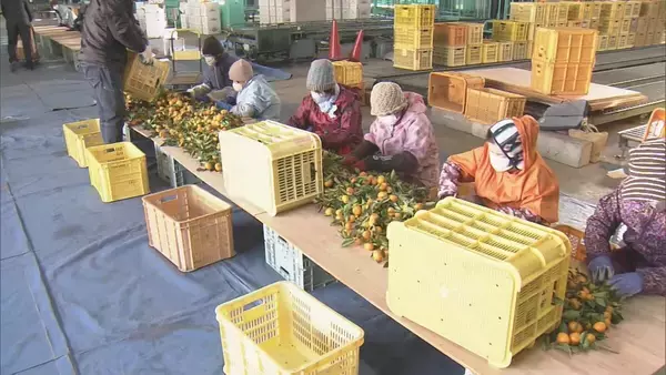 「鏡餅の飾りなどに使う｢葉付きミカン｣ 葉が落ちにくく 強い甘味と爽やかな香りが特長 ことしは“裏年”も上々の出来 三重･多気町」の画像