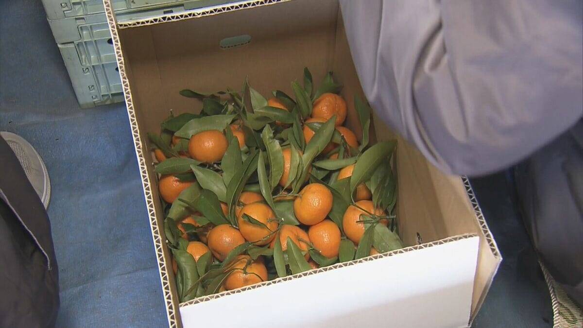 鏡餅の飾りなどに使う｢葉付きミカン｣ 葉が落ちにくく 強い甘味と爽やかな香りが特長 ことしは“裏年”も上々の出来 三重･多気町