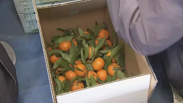 「鏡餅の飾りなどに使う｢葉付きミカン｣ 葉が落ちにくく 強い甘味と爽やかな香りが特長 ことしは“裏年”も上々の出来 三重･多気町」の画像