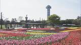 「色とりどりのチューリップ 今年の見どころは｢川の流れをイメージした大花壇｣ 岐阜･海津市」の画像1