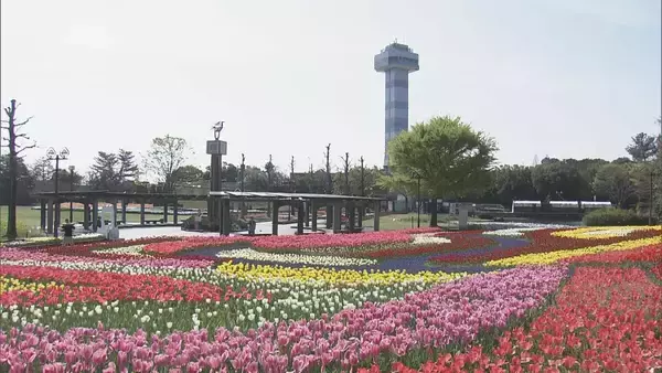「色とりどりのチューリップ 今年の見どころは｢川の流れをイメージした大花壇｣ 岐阜･海津市」の画像