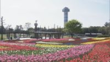色とりどりのチューリップ 今年の見どころは｢川の流れをイメージした大花壇｣ 岐阜･海津市