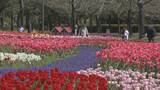 「色とりどりのチューリップ 今年の見どころは｢川の流れをイメージした大花壇｣ 岐阜･海津市」の画像3