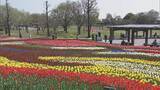 「色とりどりのチューリップ 今年の見どころは｢川の流れをイメージした大花壇｣ 岐阜･海津市」の画像4