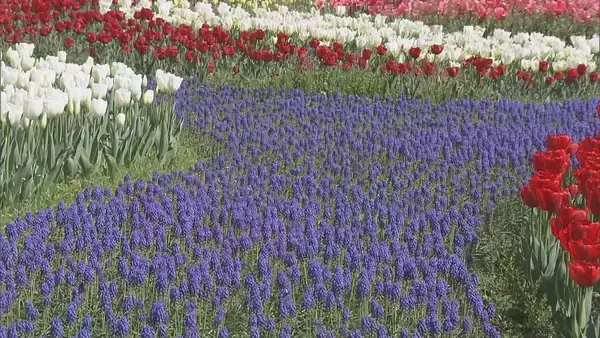 「色とりどりのチューリップ 今年の見どころは｢川の流れをイメージした大花壇｣ 岐阜･海津市」の画像