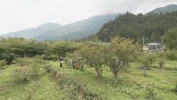 ｢香りの高さと後から来るしびれ 辛さの三拍子｣ 特産 飛騨山椒の収穫  陰干しして水分を抜いた後 天日干され杵で仕上げ 岐阜･高山市 　