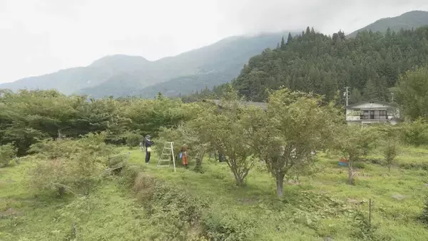 ｢香りの高さと後から来るしびれ 辛さの三拍子｣ 特産 飛騨山椒の収穫  陰干しして水分を抜いた後 天日干され杵で仕上げ 岐阜･高山市 　