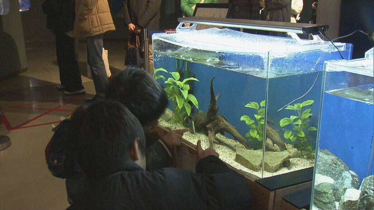 新年の干支「午」とかけましてイセエビと解きます…鳥羽水族館で「ウマ」い新春イベント タツノオトシゴも 三重