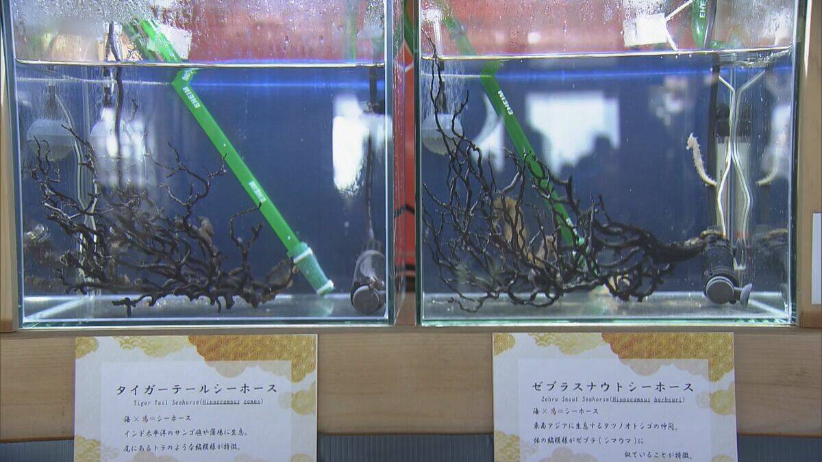 新年の干支「午」とかけましてイセエビと解きます…鳥羽水族館で「ウマ」い新春イベント タツノオトシゴも 三重