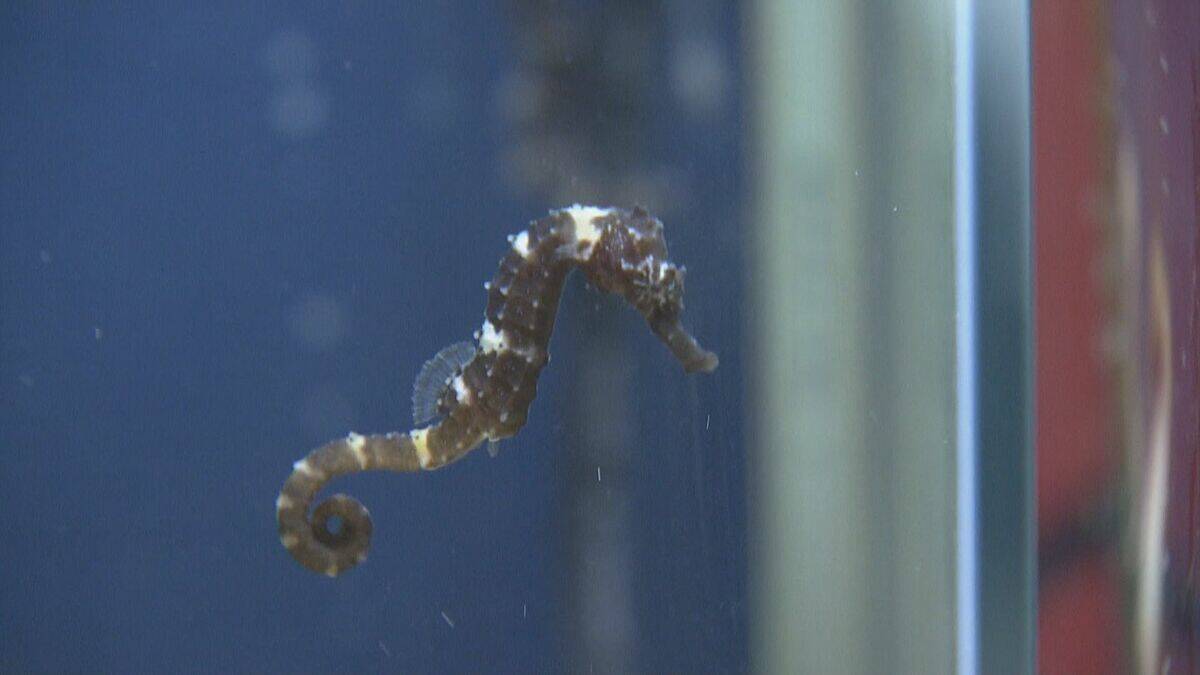 新年の干支「午」とかけましてイセエビと解きます…鳥羽水族館で「ウマ」い新春イベント タツノオトシゴも 三重