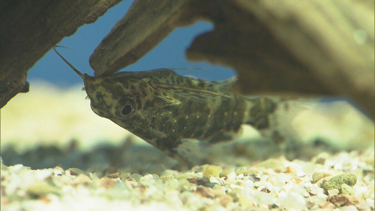 新年の干支「午」とかけましてイセエビと解きます…鳥羽水族館で「ウマ」い新春イベント タツノオトシゴも 三重