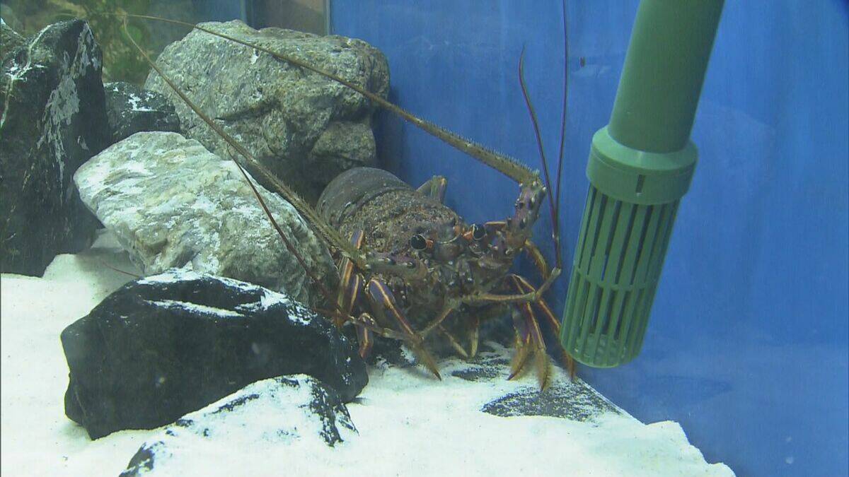 新年の干支「午」とかけましてイセエビと解きます…鳥羽水族館で「ウマ」い新春イベント タツノオトシゴも 三重