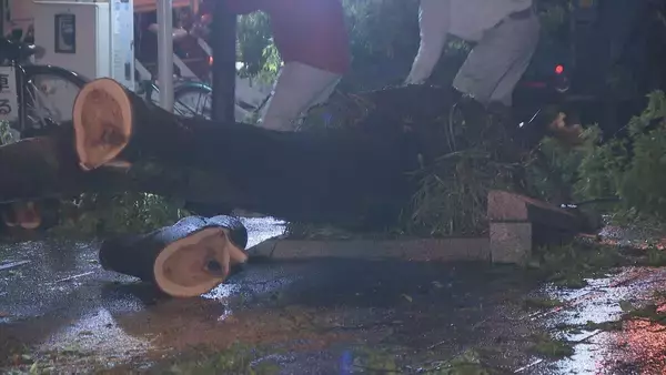 「名古屋･栄の倒木 樹木医｢根元が腐っている｣ 高さ約15ｍのケヤキ ｢今回は人的被害なかったが…｣」の画像